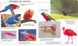 101 ANIMALES